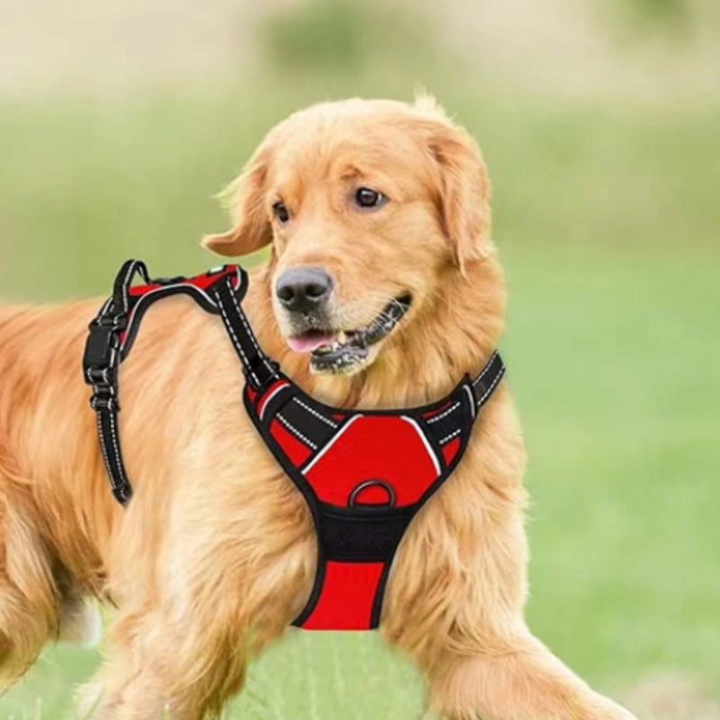 Pet Accessories