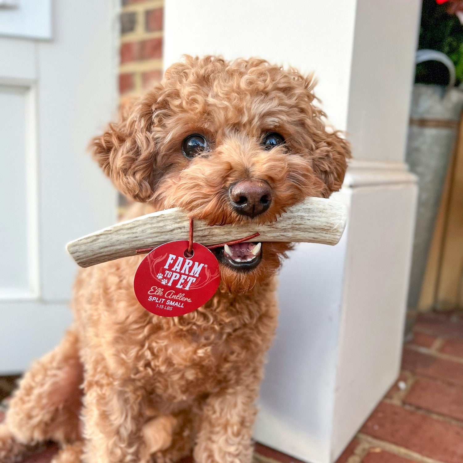 Treats