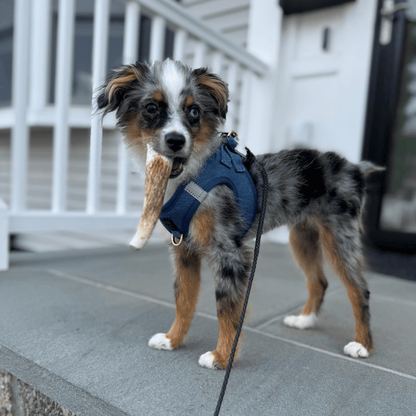 Elk Antler Dog Chews | All-Natural Whole and Split Elk Antler Chews for Dogs