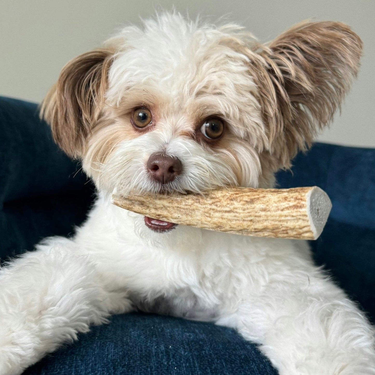 Elk Antler Dog Chews | All-Natural Whole and Split Elk Antler Chews for Dogs