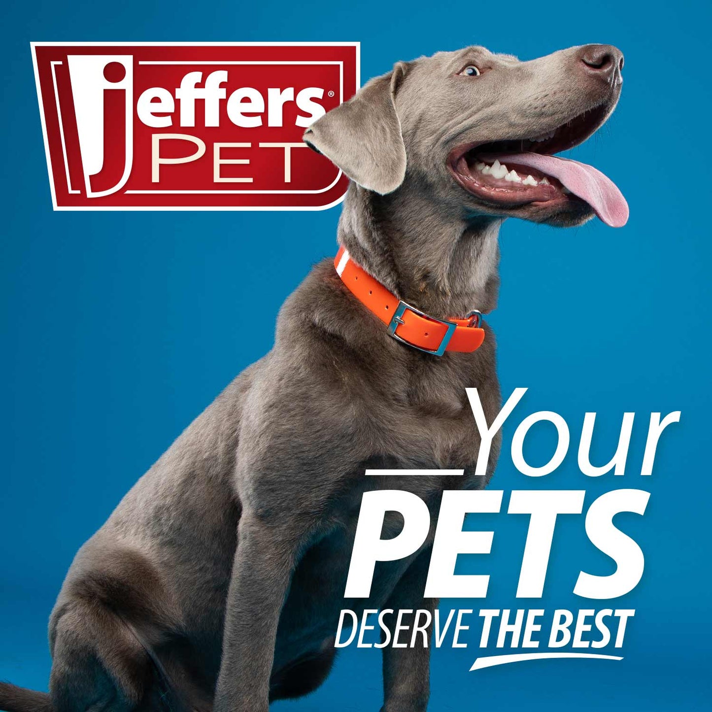 Jeffers BELLY BUDDY Probiotic Supplement Powder for Dogs – Multi-Strain Digestive & Immune Support
