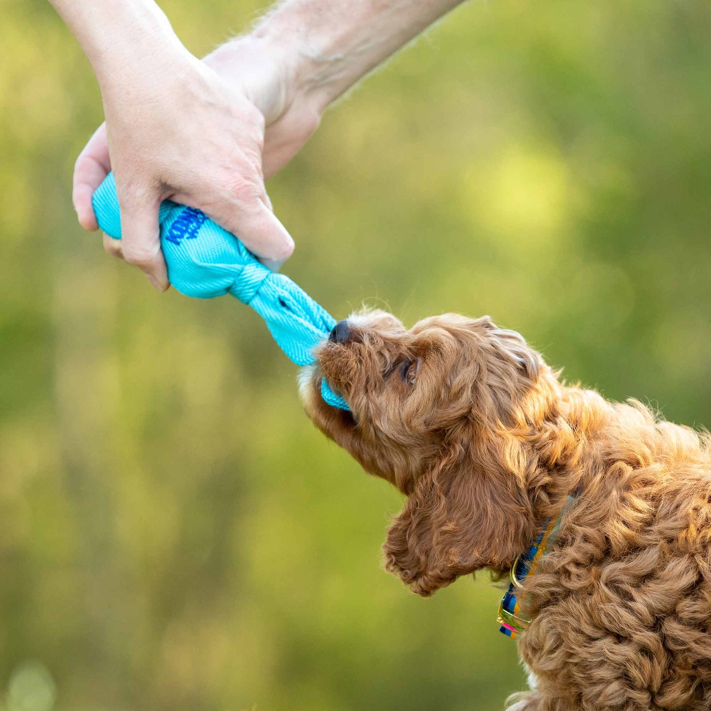 KONG Wubba Dog Toy – Interactive Squeaky Tug & Fetch Toy for Dogs (Assorted Colors, 1 Count)