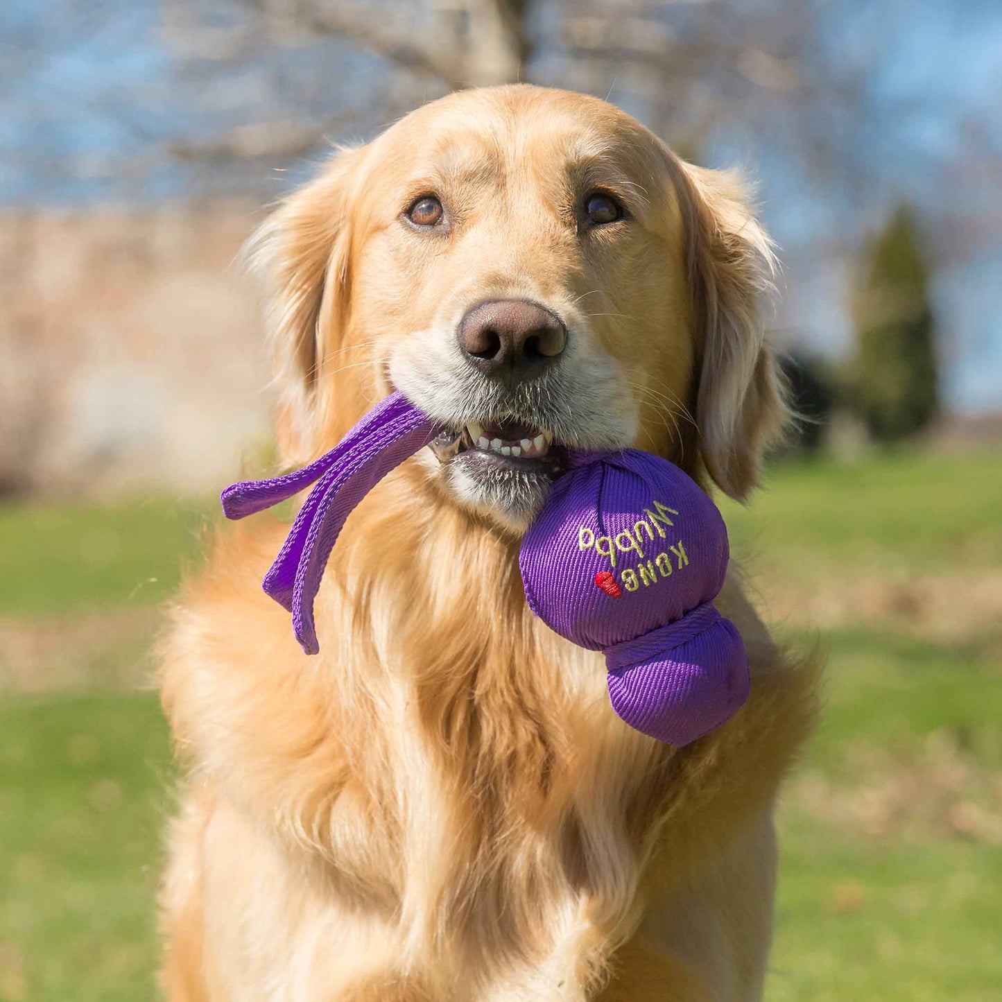 KONG Wubba Dog Toy – Interactive Squeaky Tug & Fetch Toy for Dogs (Assorted Colors, 1 Count)